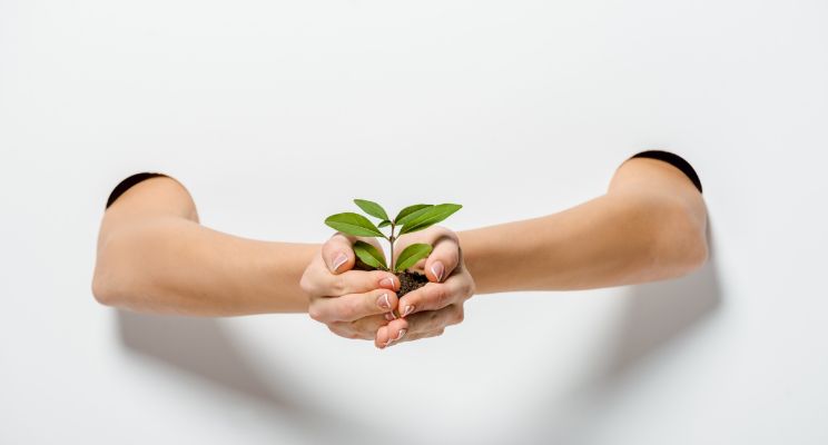 Proyectos ecológicos en el Bachillerato